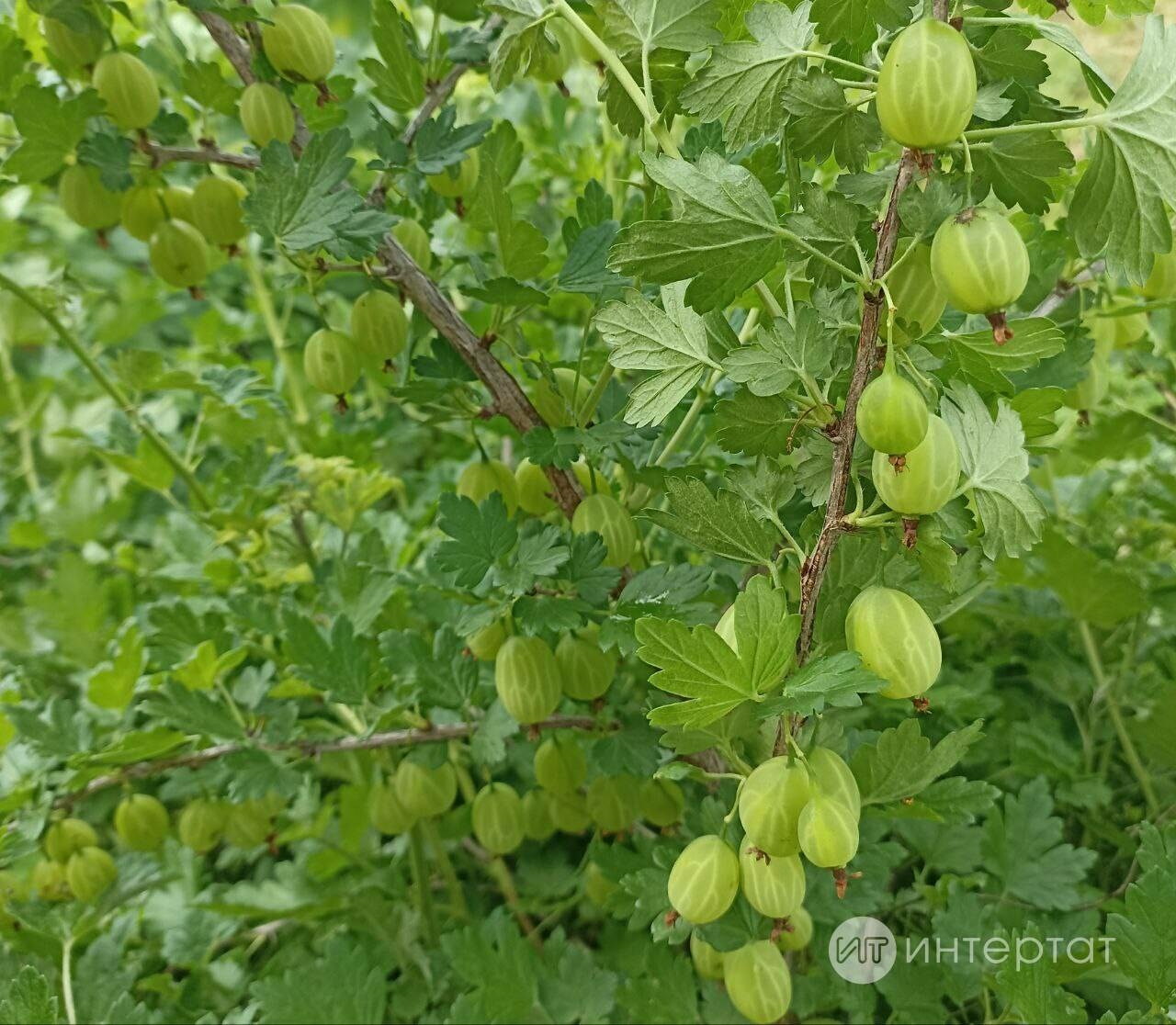 Крыжовниктан мохито рецепты