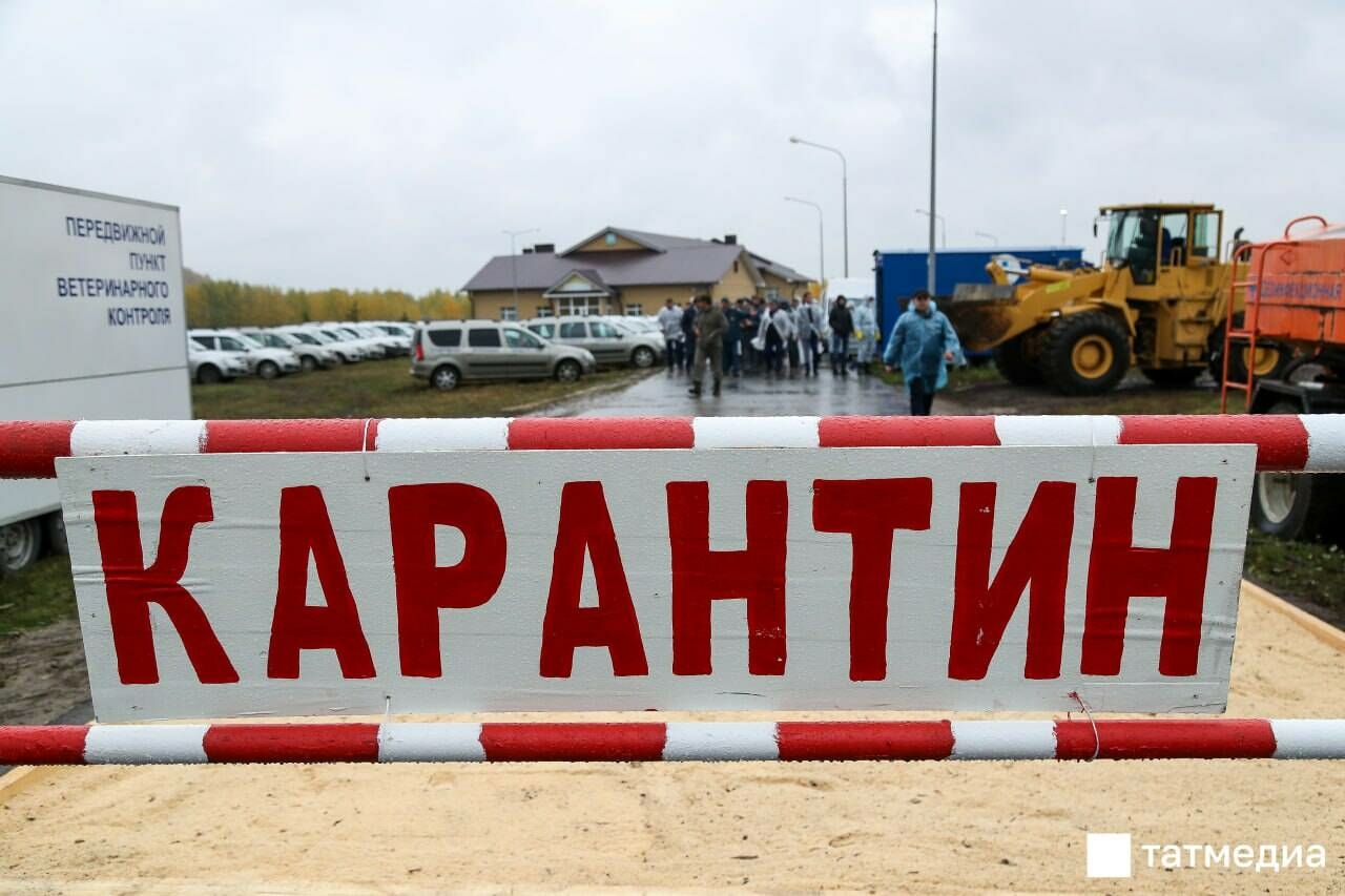 Сарман районында котыру авыруы ачыклану сәбәпле, карантин игълан ителде