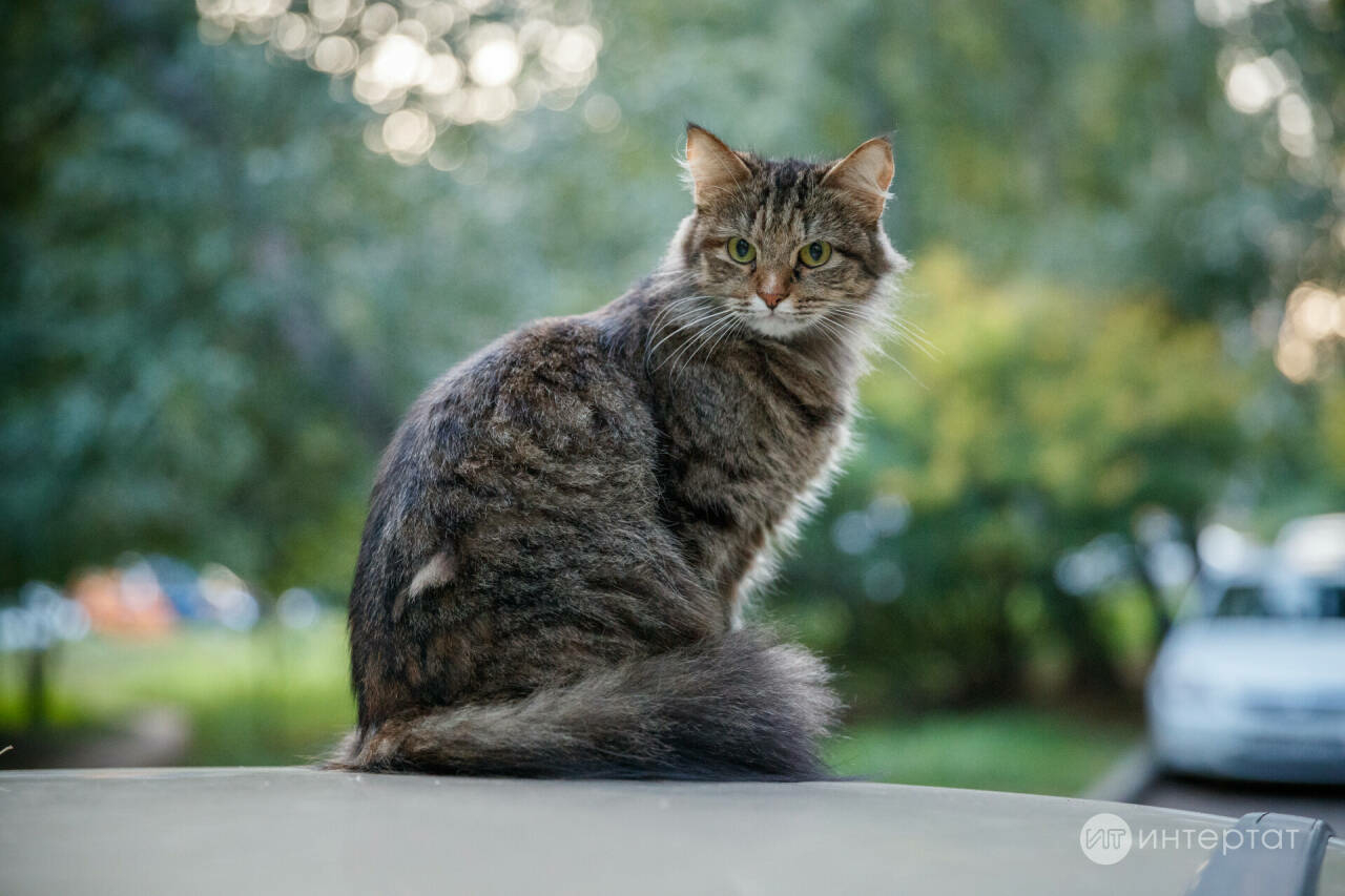Мәчеләрдән кешеләргә нинди авырулар йога ала?