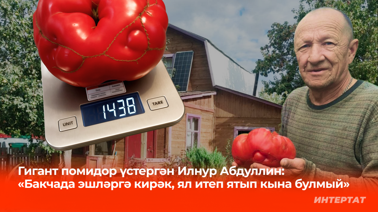 Илнур Абдуллин гигант помидор үстергән: «Иделдән килгән пар кырау һәм салкыннан саклый»