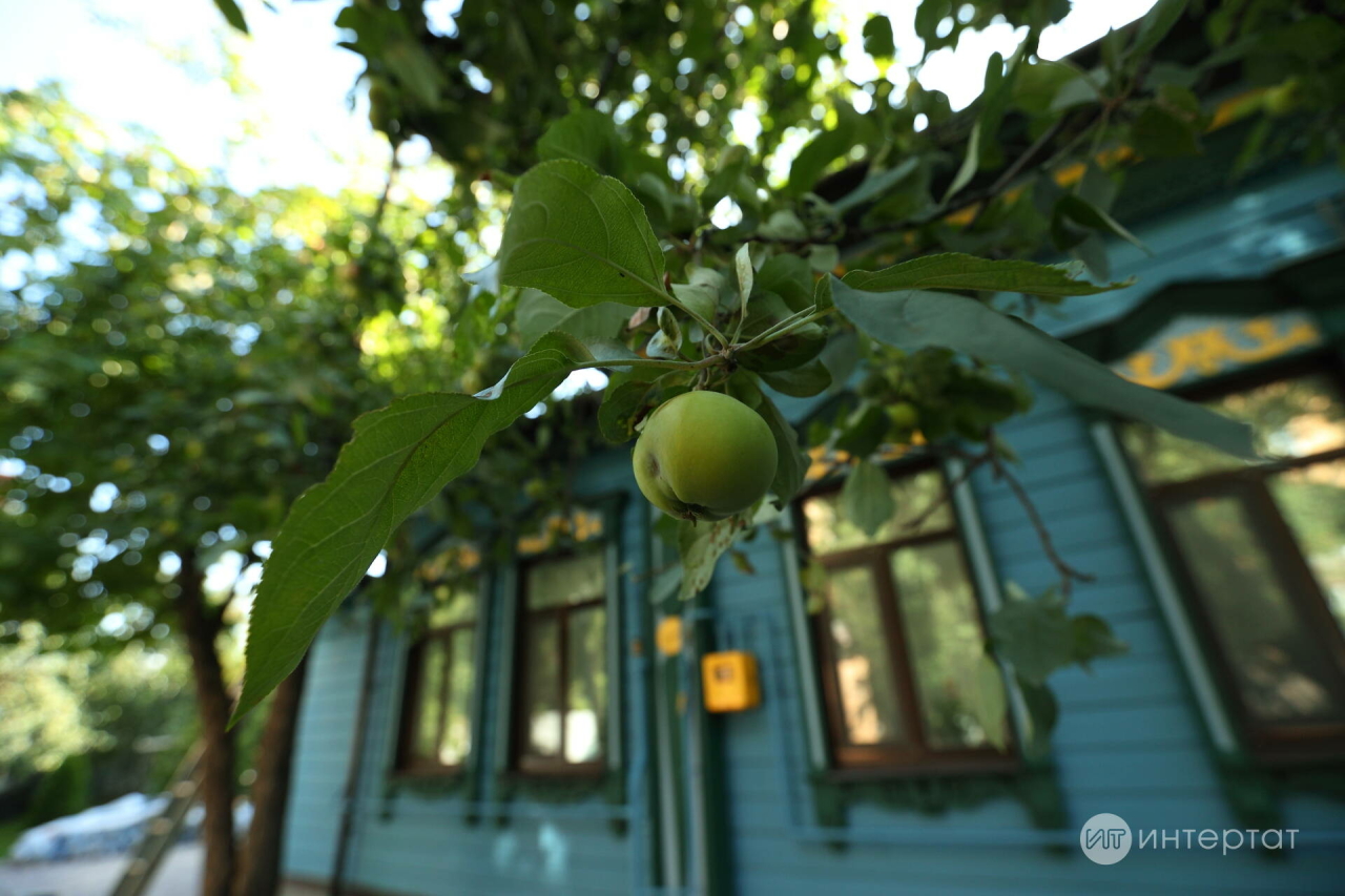 Күршеләр сезнең бакчадагы агачны кисәргә мәҗбүр итә аламы?