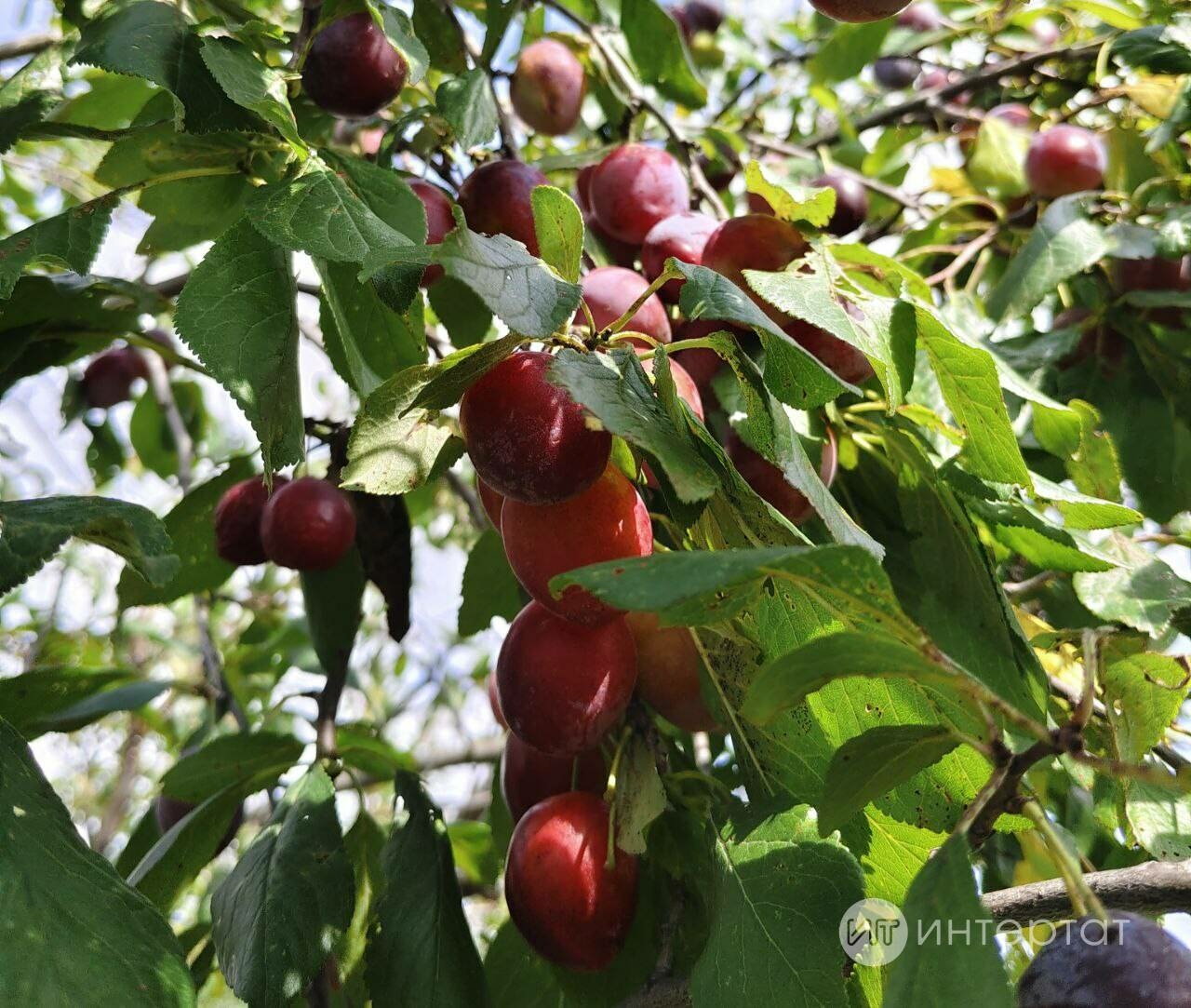 Сливадан тәмле конфитюр рецепты
