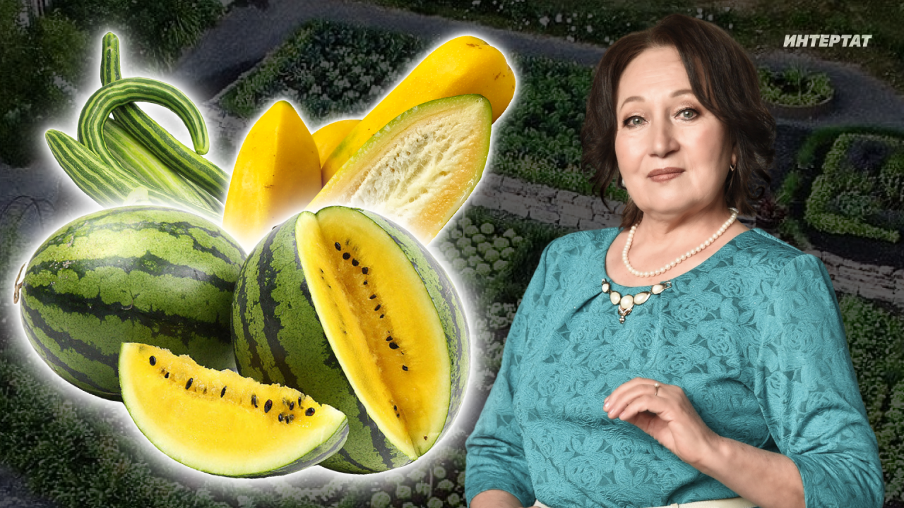 Экзотика үстерүче бакчачы Ризида Мөхәммәтҗанова: «Беренче тапкыр кызыл кыяр уңышы алдым»