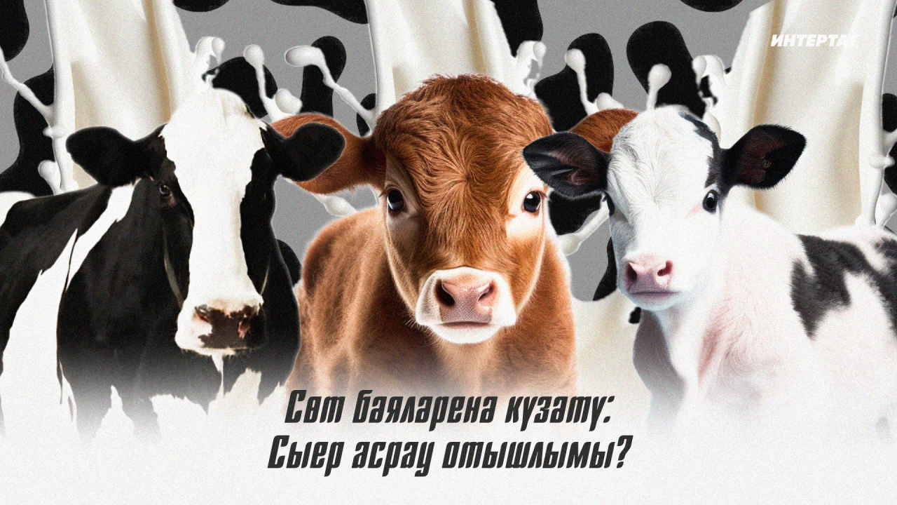 Татарстанның сөт чишмәләре саекмасын иде дә: Минералка сөттән кыйммәтрәк заманда сөт сату