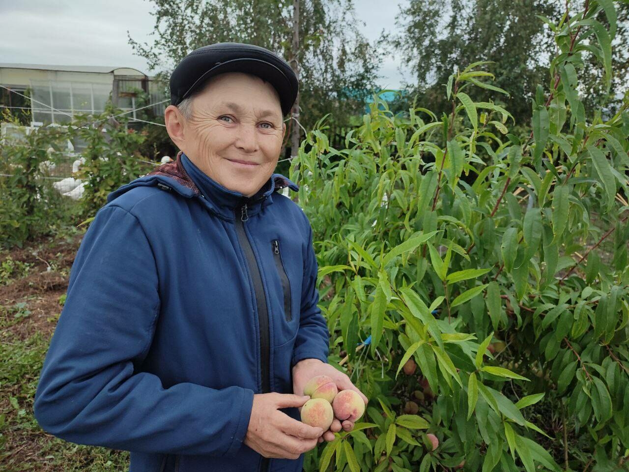 Персик, абрикослар үстерүче Илдус Вәлиуллов: «Химикатлы җиләк-җимеш сатып алганчы...»
