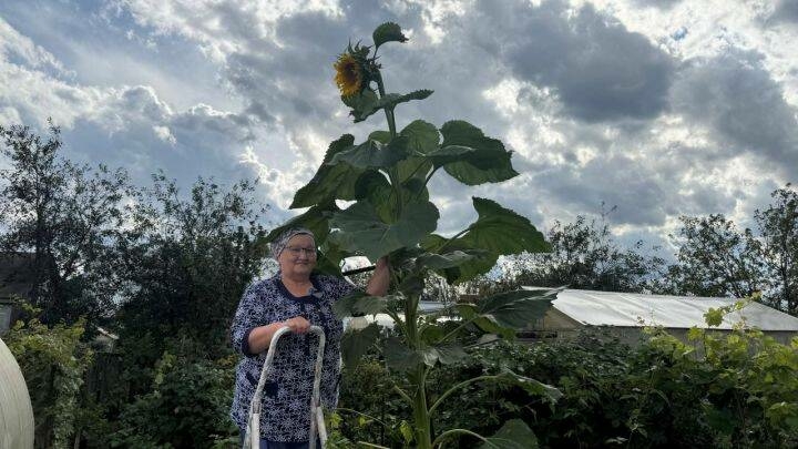 Нурлатта һәвәскәр бакчачы 3 метрлы көнбагыш үстергән