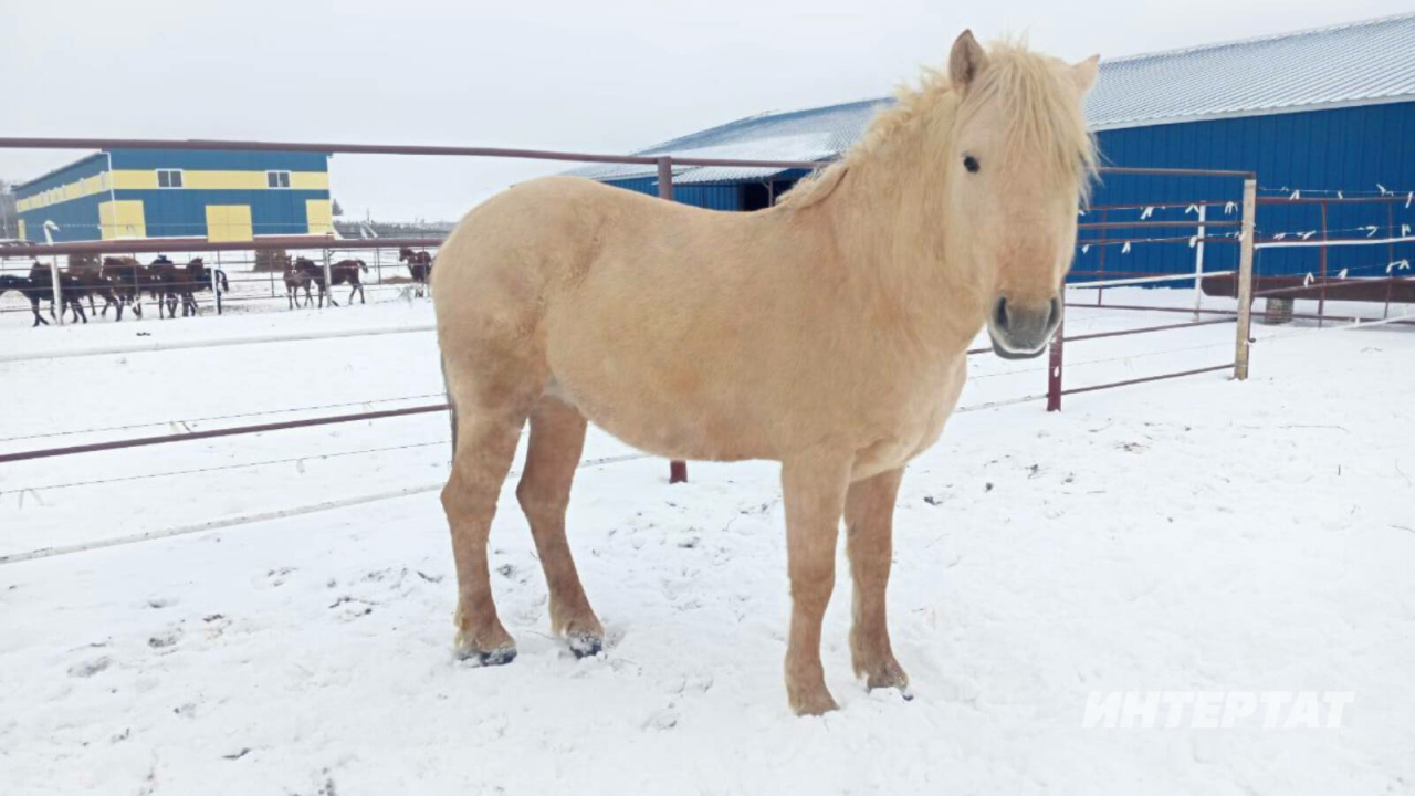 Мәскәүдә милли атлар традицияләре үзәгенә Татарстаннан татар токымлы айгыр тапшырганнар