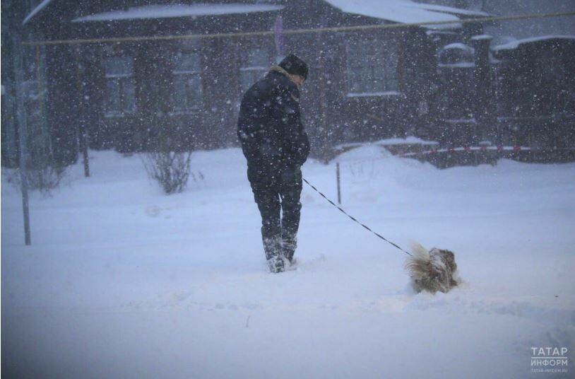 Салкында йорт хайваннарын өшүдән сакларга кирәк