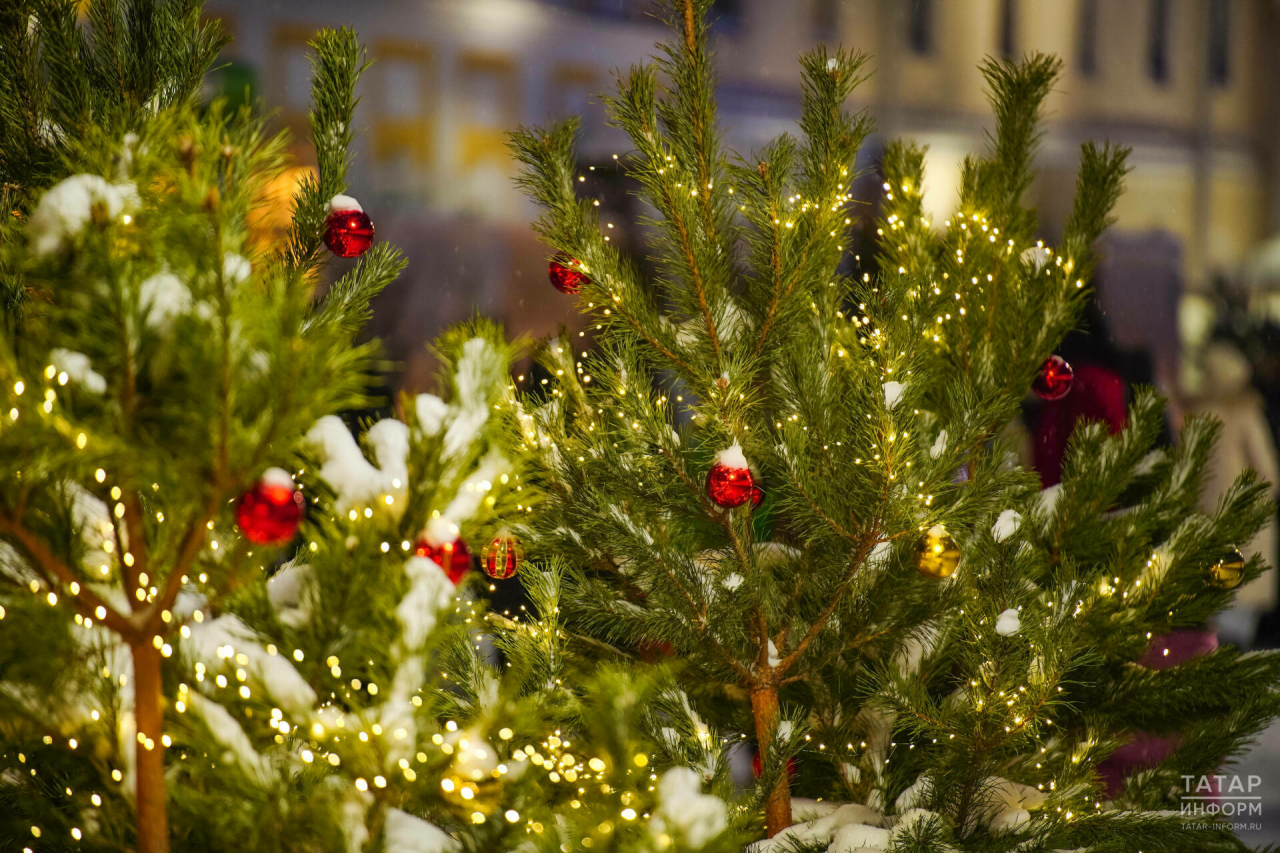 Бәйрәмнәрдән соң тере чыршыны кая тапшырырга?