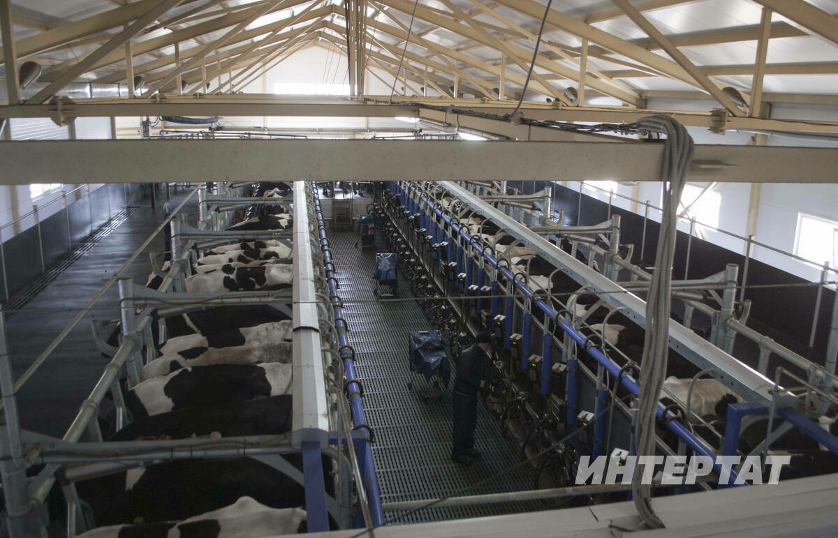 Татарстанда беренче тапкыр 2 млн 370 мең тоннадан артык сөт җитештерелгән