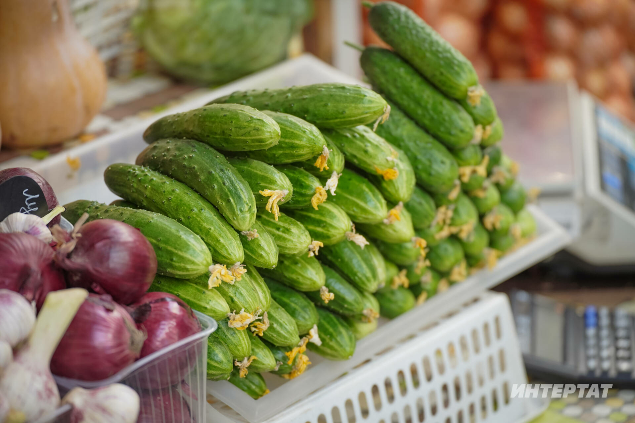 Татарстанда кыяр бәясе 500 сумга җитте: моның сәбәпләре нидә?