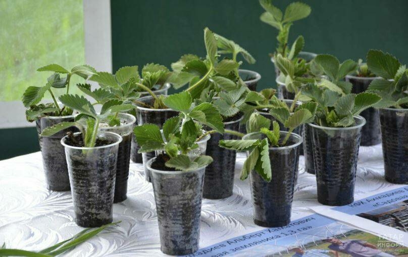 Сәламәт үсентеләр үстерү серләре: белгечләрдән киңәшләр