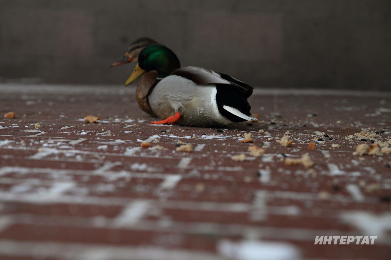 Кабан күлендә туңган үрдәкләрне коткаралар: Дөрес ашатсаң, икмәк кошларга зыянлы түгел