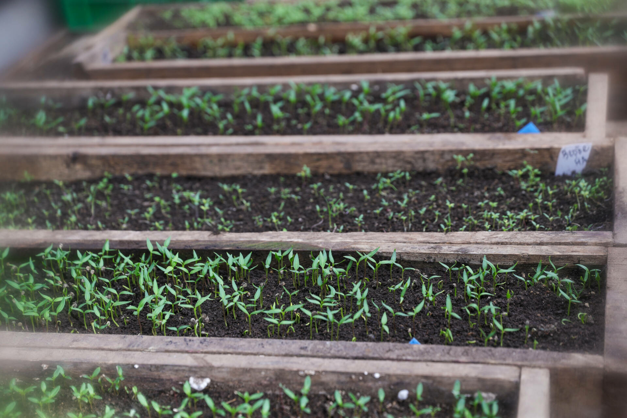 Февральдә нәрсәләр чәчәргә?