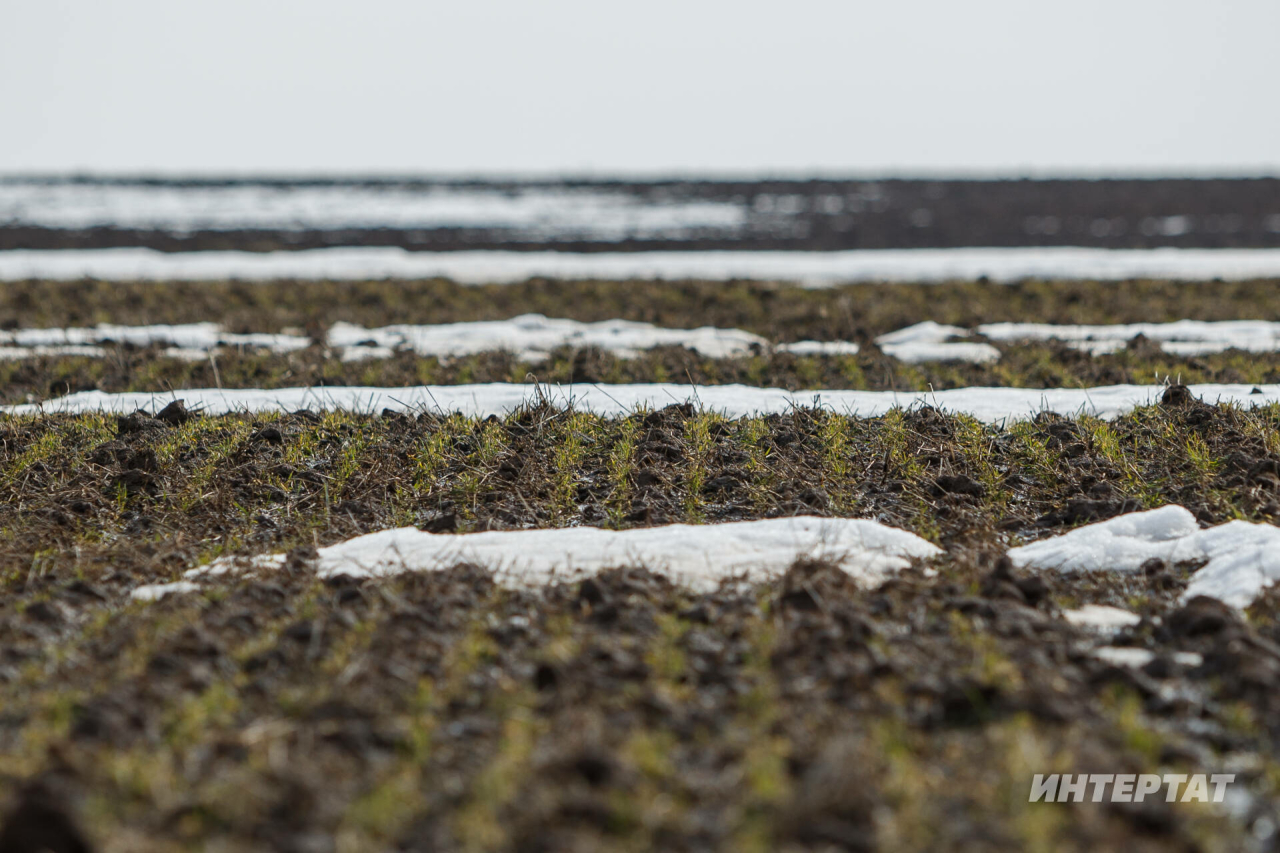 «Ярсу яз – уңышка куркыныч тудыра»: аномаль кыш уҗымнарның ныклыгын сыный