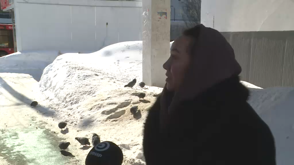 Казандагы бер йортта яшәүчеләр күгәрченнәрдән зарлана