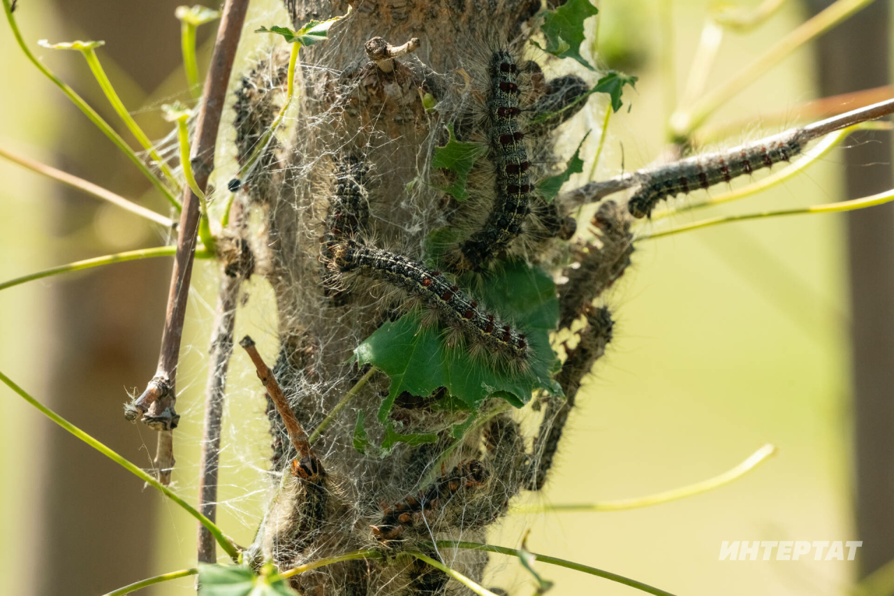 Бакчаң уңышсыз калмасын дисәң: корткычларга каршы көрәшүнең 5 ысулы