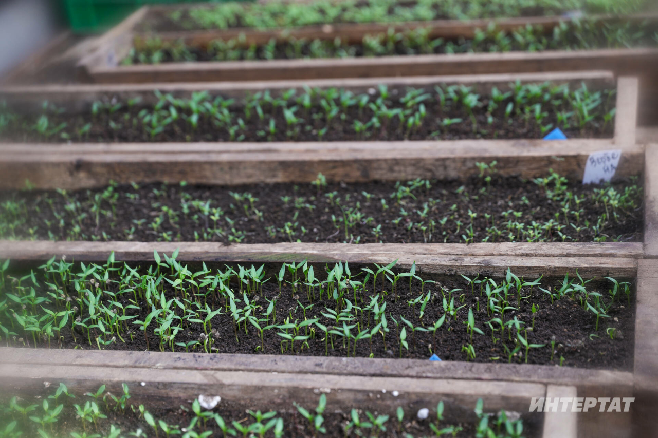 Мартта нинди яшелчә рассадаларын утыртып өлгерергә кирәк