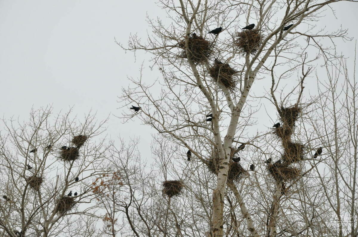 Орнитолог: «Быел кара каргалар Казанга соңрак кайтты»