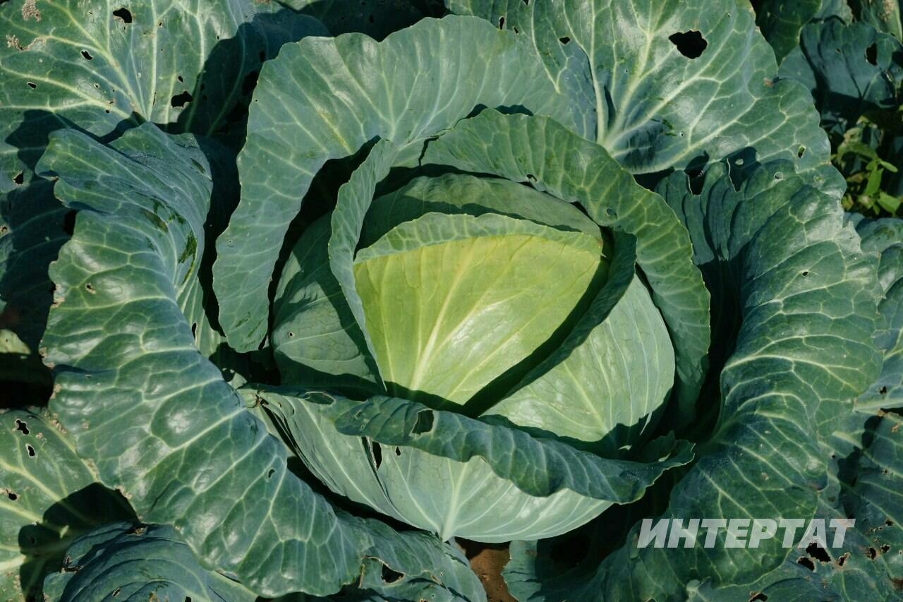 «Сап-салкын су ярата» — бакчачы Лилия Мортазина кәбестә үстерергә өйрәтә