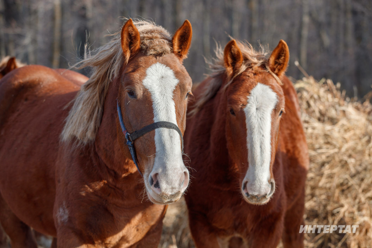 Гадәттән тыш хәлләр министрлыгында хезмәт итүче атларны 16 яшьтән «пенсиягә» җибәрәләр