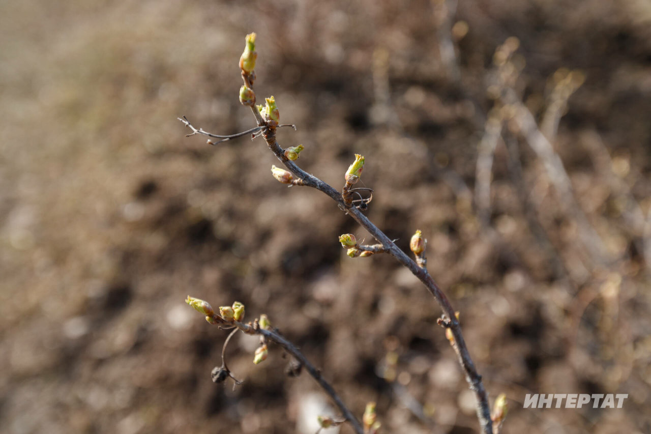 Эколог климат җылынуның бакчачыларга йогынтысын аңлаткан