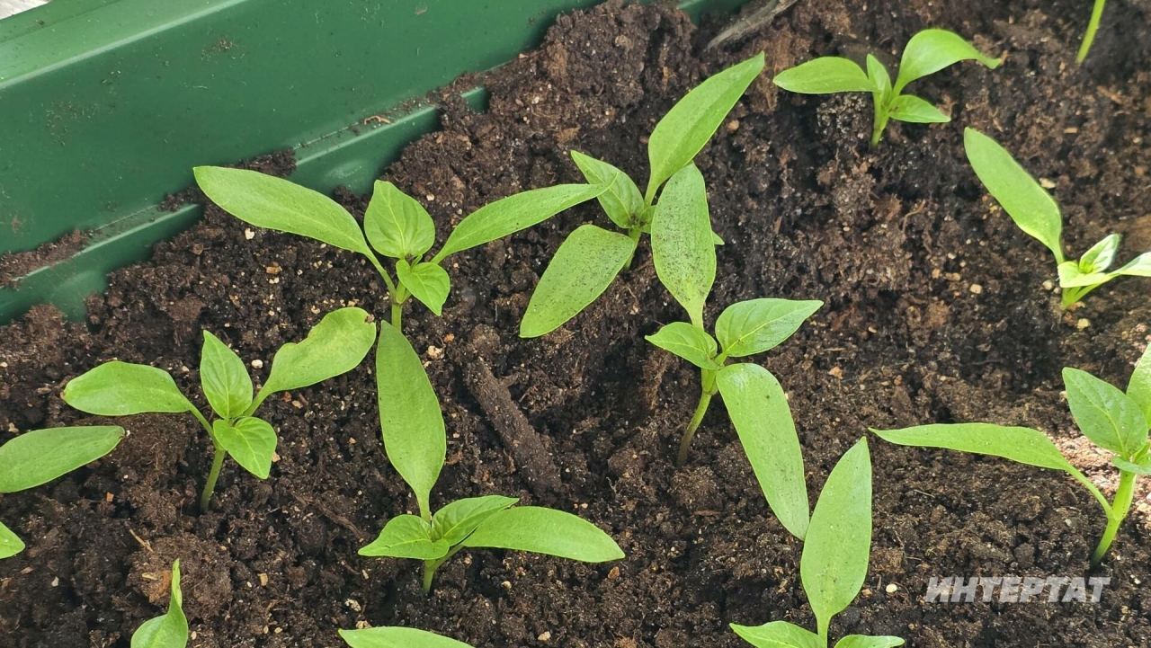 Биолог үсентеләргә су сипкәндә җибәрелә торган төп хата турында сөйләде