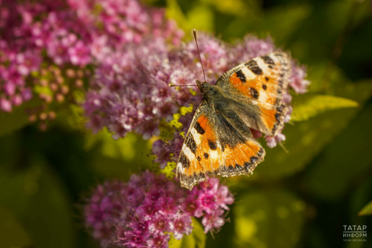 Быел апрель-сентябрь айларына синоптиклар фаразы чыкты