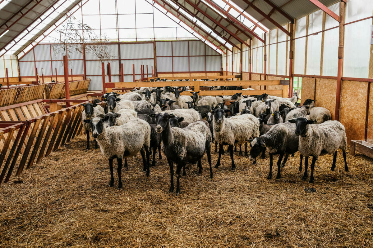 Мотыйгуллин: «Районнарда бозауларны базар бәясеннән арзанракка сатарга кушылды»