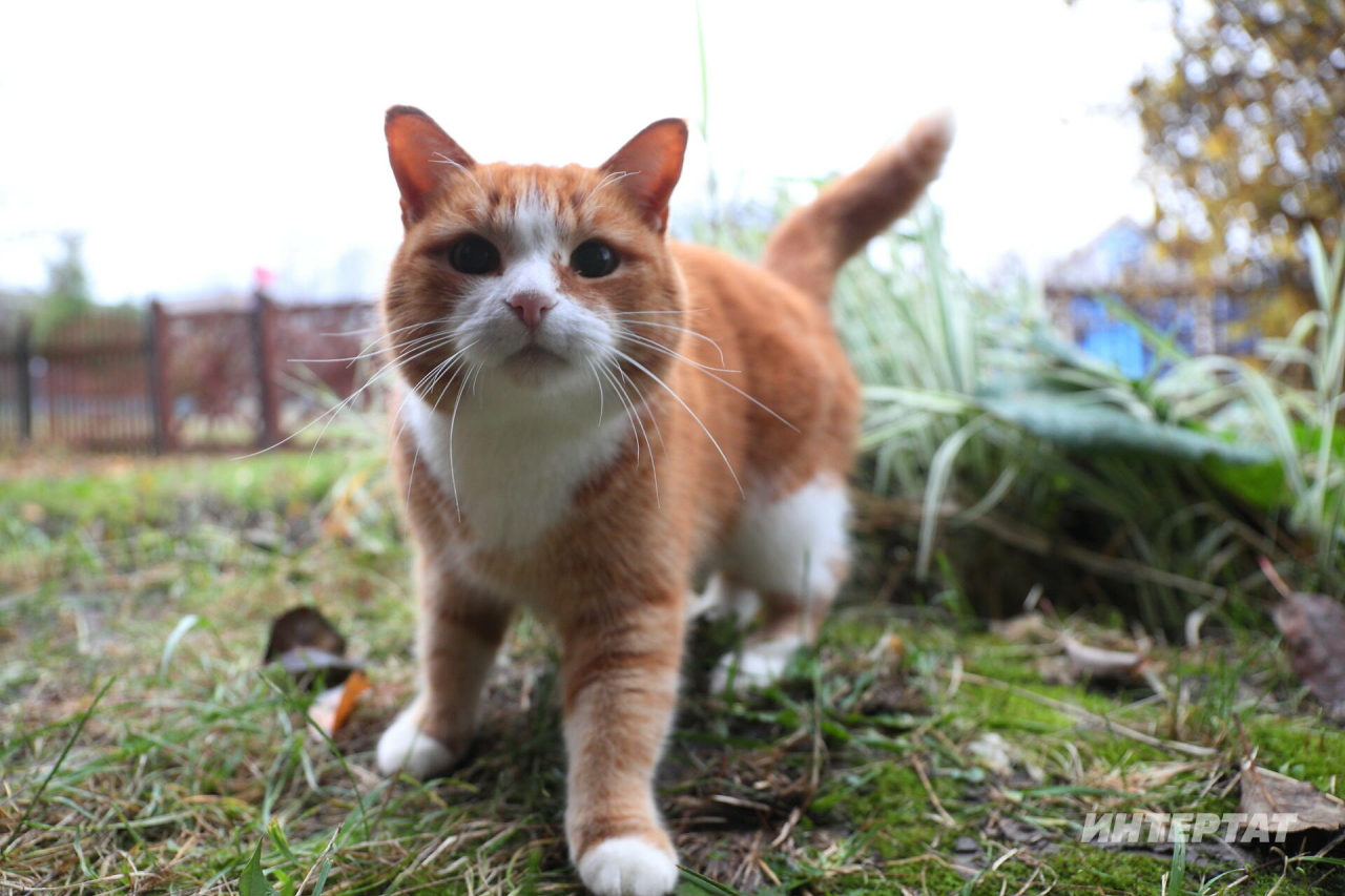 Ни өчен песи алдына салган ризыкны ашап бетерми?