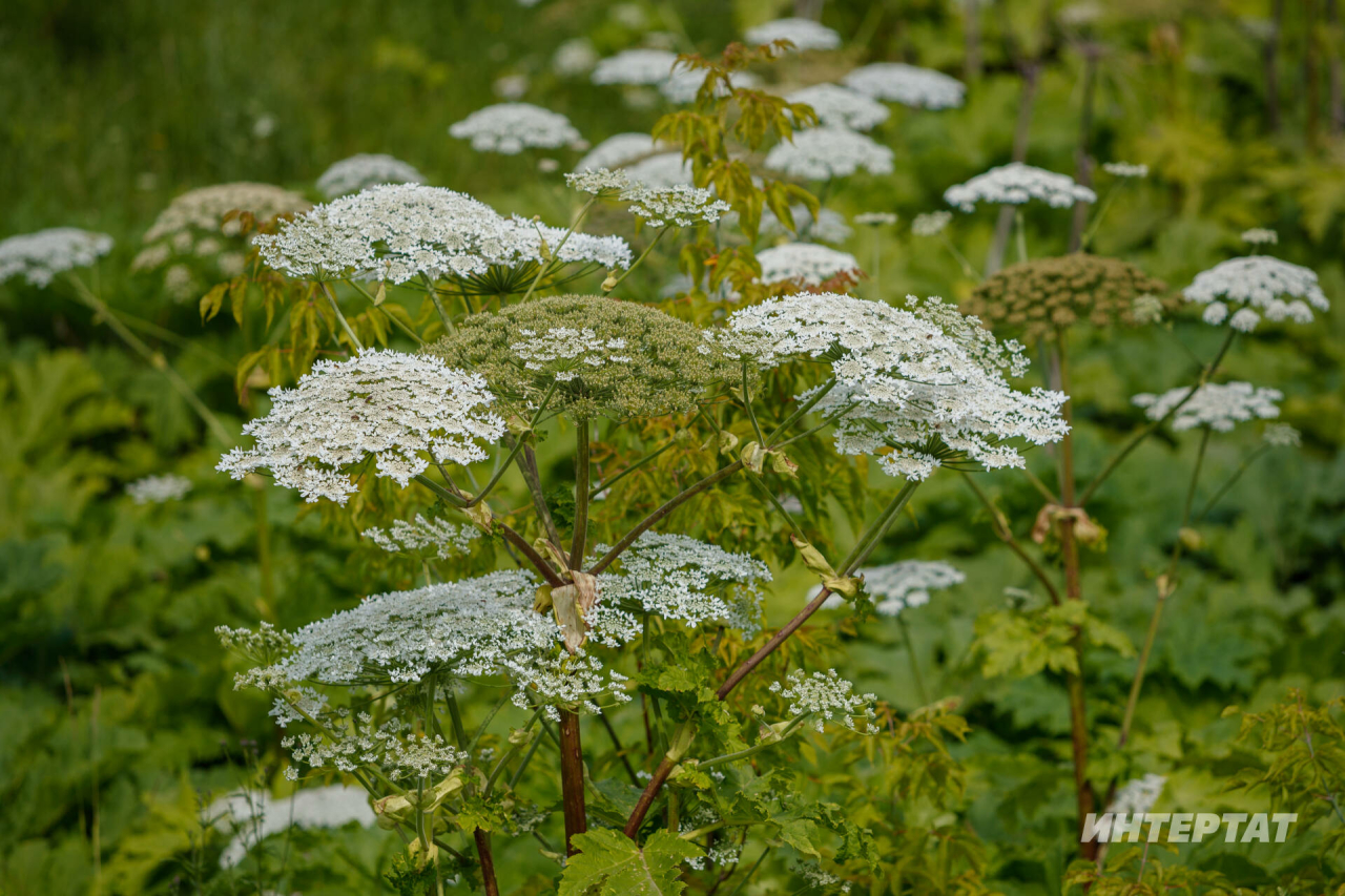 «Ахыргы чик – җир кишәрлеген алу»: Бакчадагы нинди үләннәр өчен штраф салырга мөмкиннәр