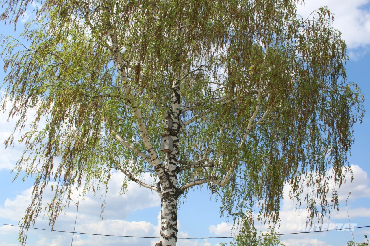 Салкын тию белән бутау җиңел: каен серкәсенә аллергия билгеләре нинди була?