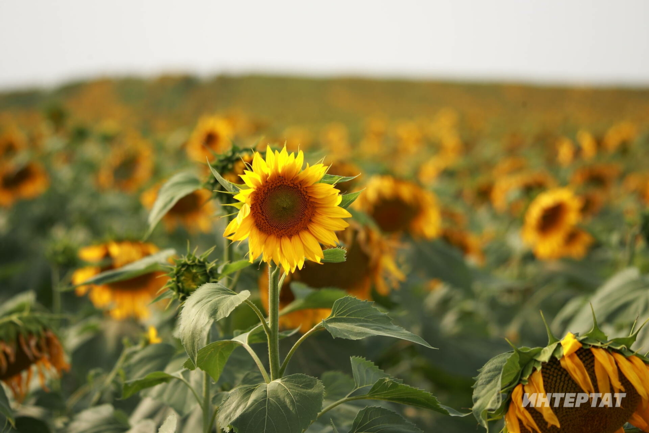 Татарстанда чәчү башланды: бөртеклеләрнең мәйданы кими, майлы культураларныкы — арта