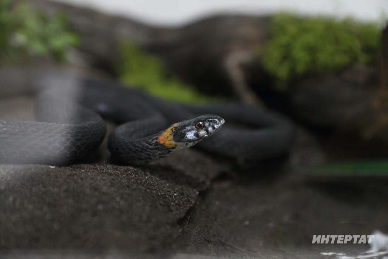 Кара еланны тузбаштан ничек аерырга?