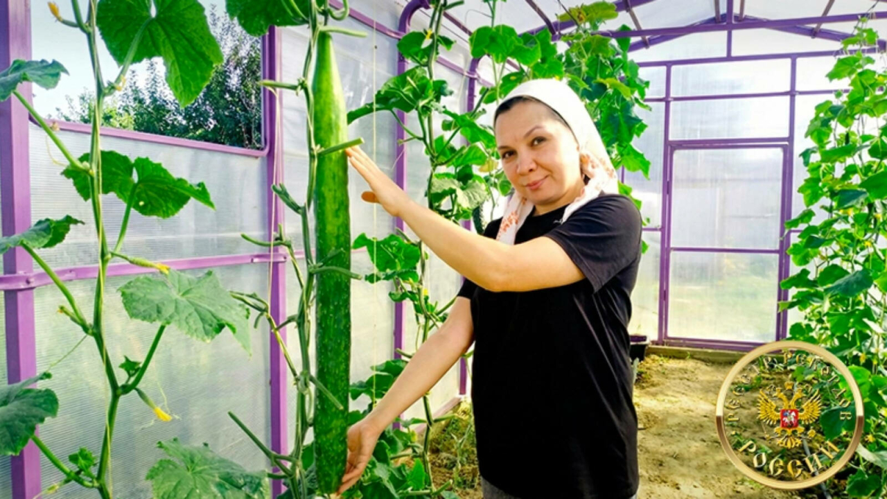 Татарстанда үстерелгән иң озын кыяр Россиянең Рекордлар реестрына кертелде