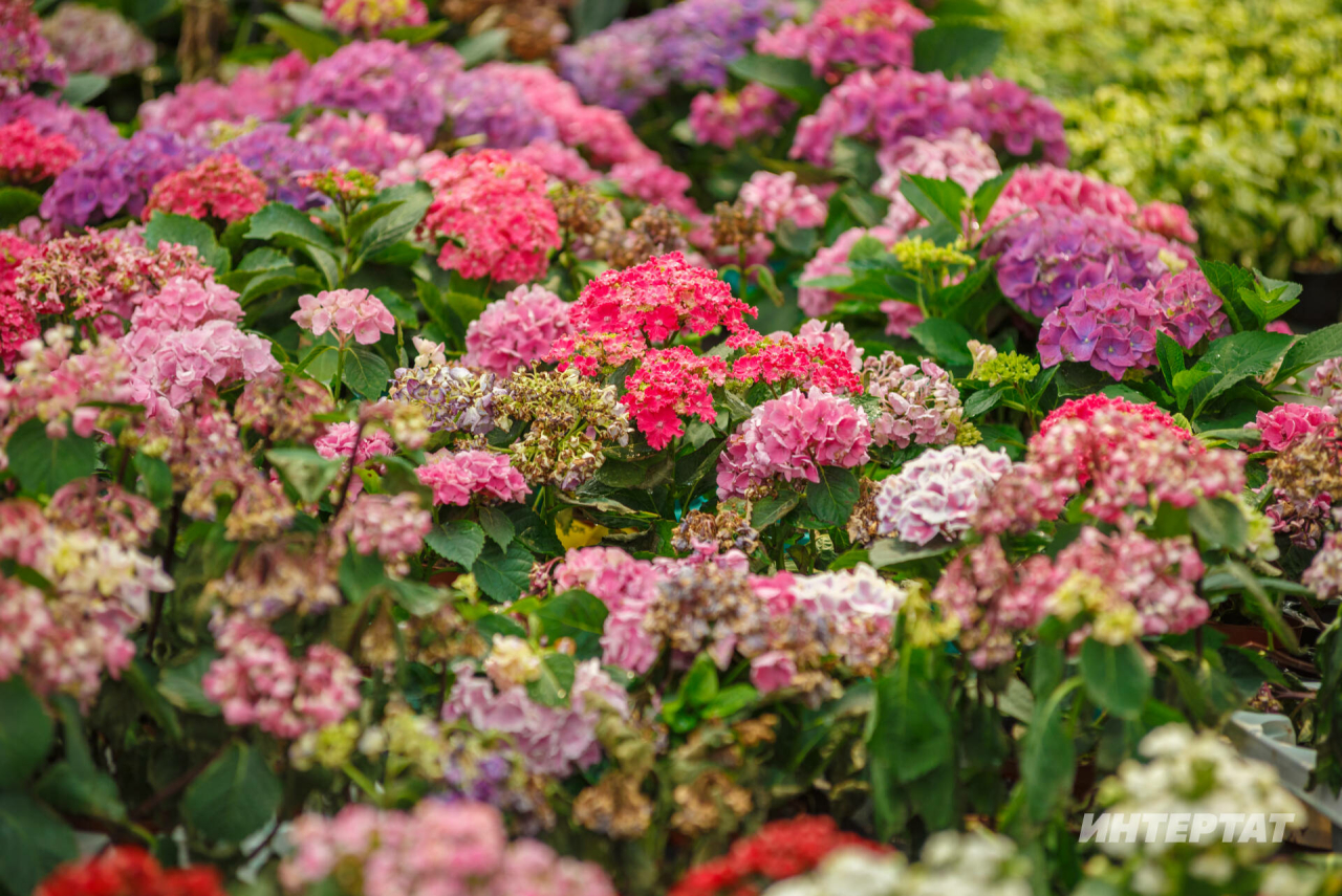 «Чәчәкләре купшы һәм эре булачак»: апрельдә гортензия куакларын кисү кагыйдәләре