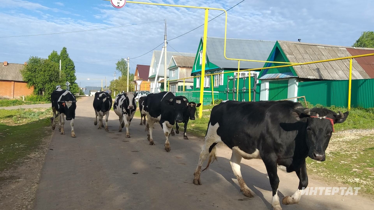 Татарстанда шәхси ярдәмче хуҗалыкларга ярдәм көчәя